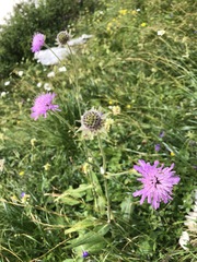 Knautia longifolia