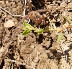 Sympetrum vulgatum
