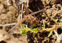 Sympetrum vulgatum