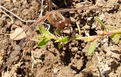 Sympetrum vulgatum