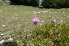 Klasea nudicaulis