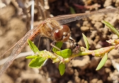 Sympetrum vulgatum