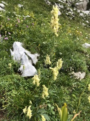 Aconitum lycoctonum