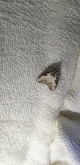 Nola pleurochorda