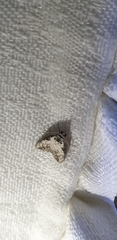 Nola pleurochorda