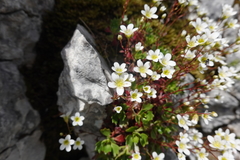Saxifraga cuneata