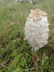 Coprinus comatus