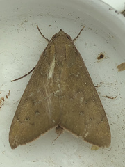 Anomis illita