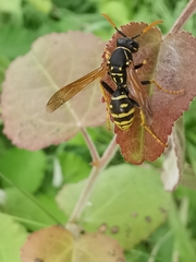 Polistes associus
