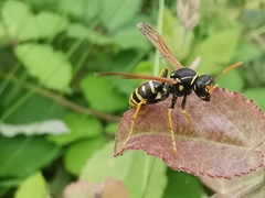 Polistes associus