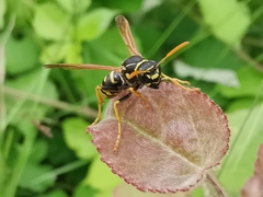 Polistes associus