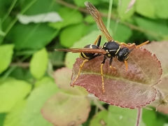 Polistes associus