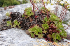 Saxifraga cuneata