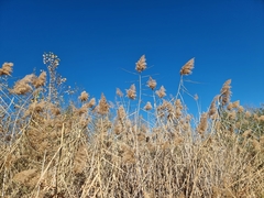 Phragmites australis