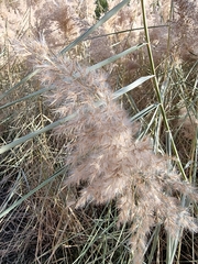 Phragmites australis