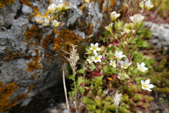 Saxifraga cuneata