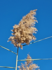 Phragmites australis