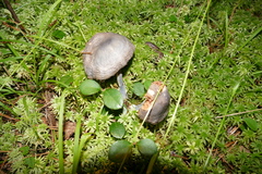 Entoloma indigoferum