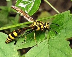 Phimenes flavopictus flavopictus