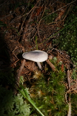 Entoloma indigoferum