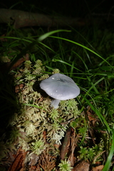 Entoloma indigoferum