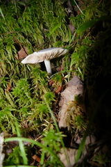 Entoloma indigoferum