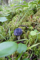 Entoloma indigoferum