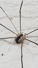 Leiobunum religiosum