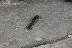 Camponotus
