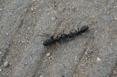 Camponotus
