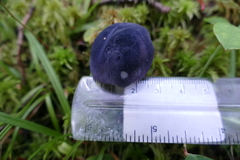 Entoloma indigoferum