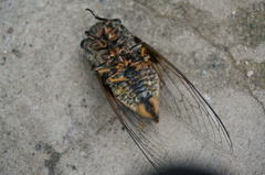 Cryptotympana atrata