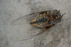 Cryptotympana atrata