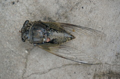 Cryptotympana atrata