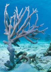 Acropora muricata