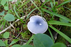 Entoloma indigoferum