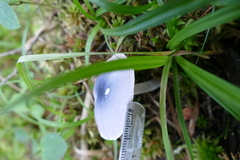 Entoloma indigoferum
