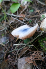 Entoloma indigoferum
