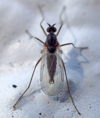Lestremiinae