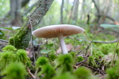 Entoloma indigoferum