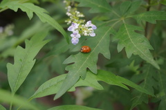 Harmonia axyridis