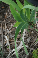 Iris dichotoma