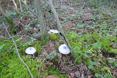 Entoloma indigoferum