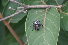 Lycorma delicatula