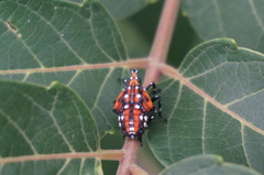 Lycorma delicatula