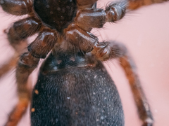 Pireneitega