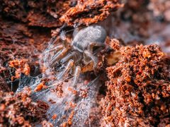 Pireneitega