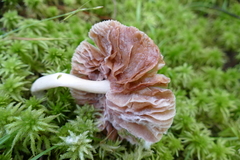 Entoloma indigoferum