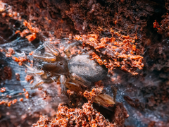 Pireneitega