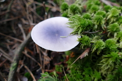 Entoloma indigoferum